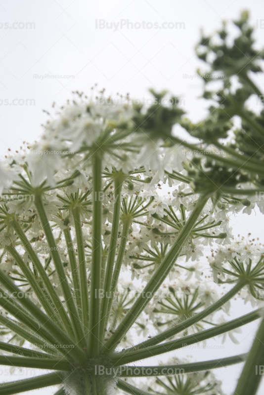 Low angle view of giant hogweed flowers