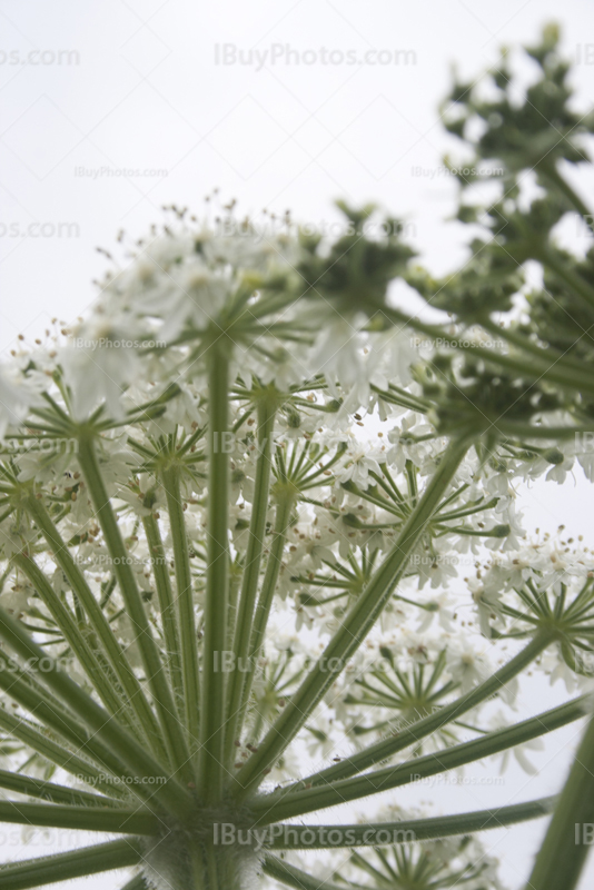 Vue contre plongée de fleurs de la berce du Caucase