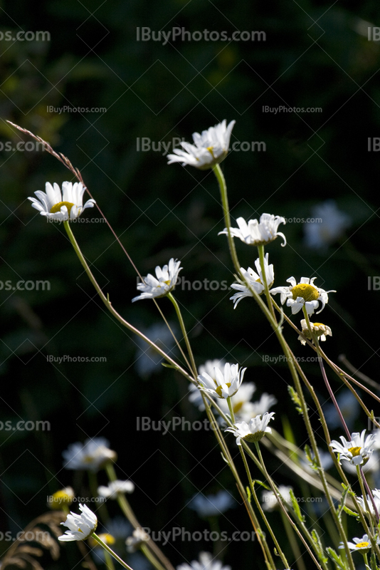 White daisy flowers