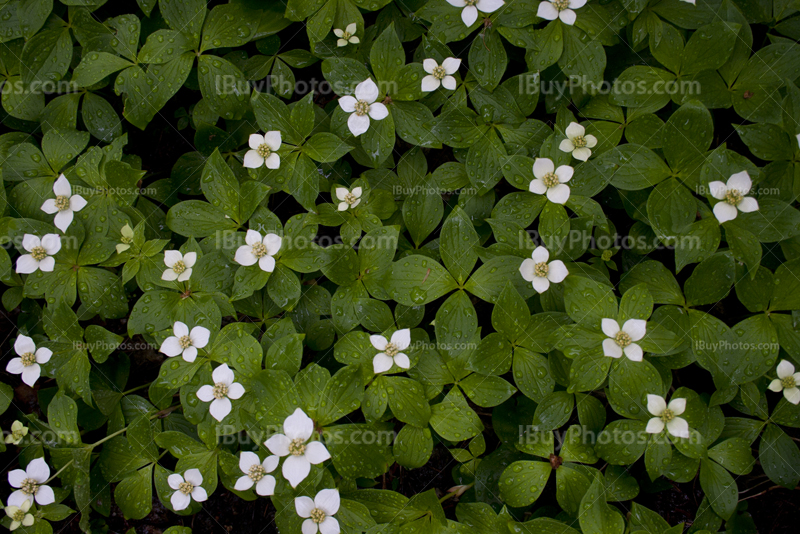 Little white flowers and green leaves