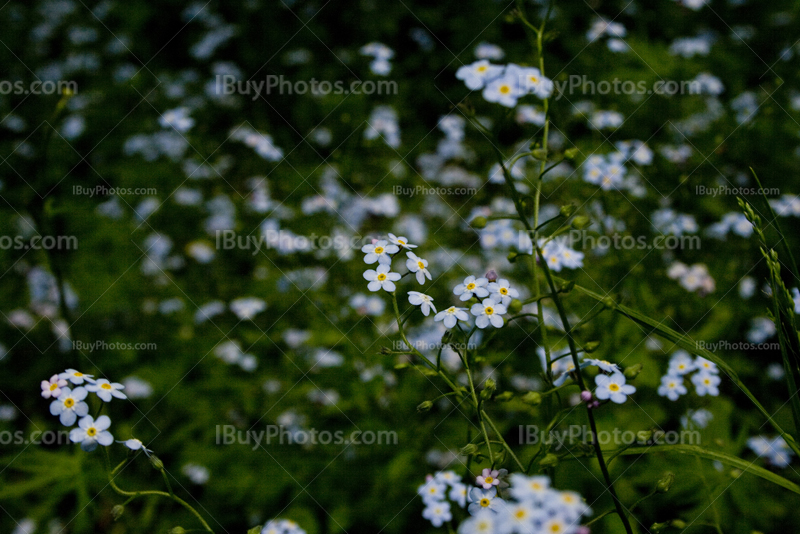 Little blue flowers in meadow