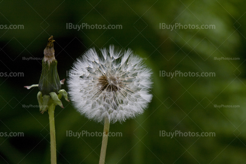 Full dandelion beside empty dandelion