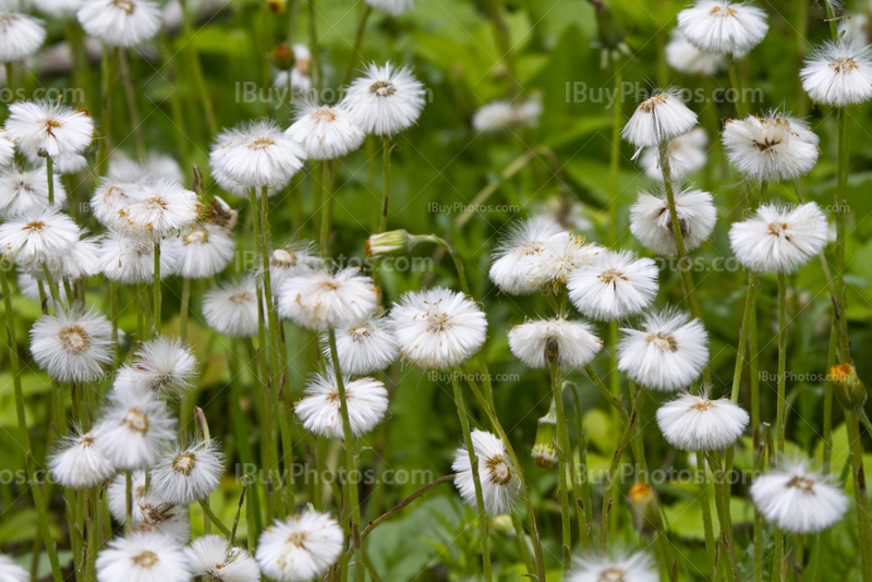 Dandelions in meadow