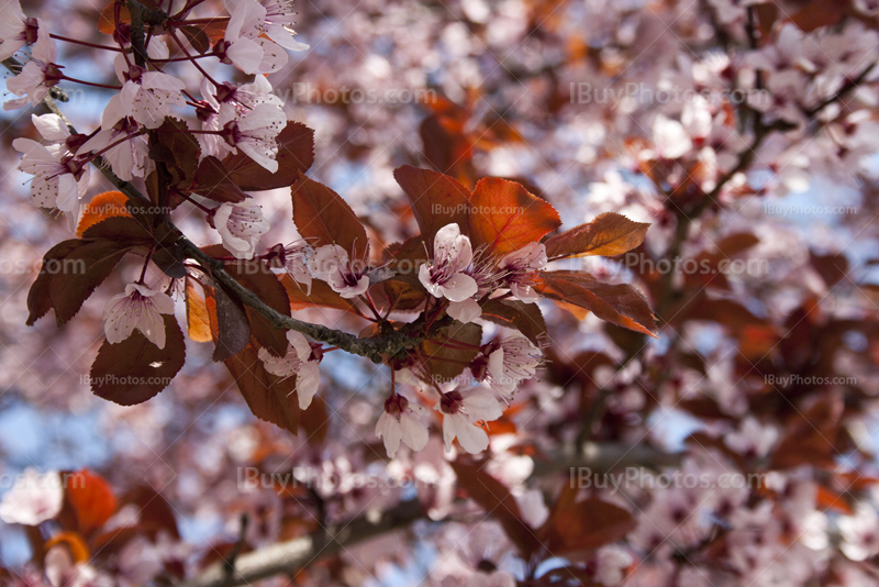 Petites fleurs roses dans un arbre