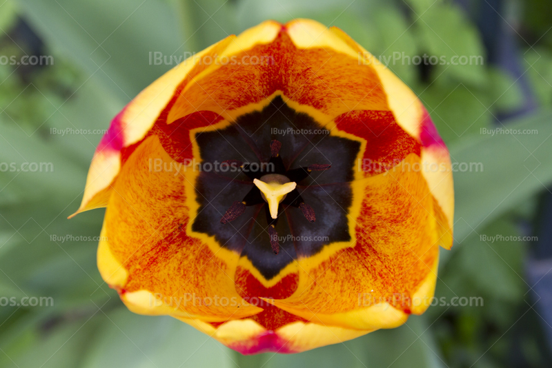 Yellow and orange flower close up