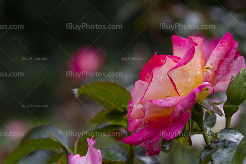 Rose flower with pink petals and thorns