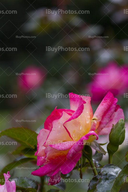 Fleur, rose avec épines et pétales roses