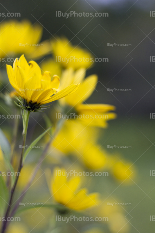 Yellow daisy close up with blurry background