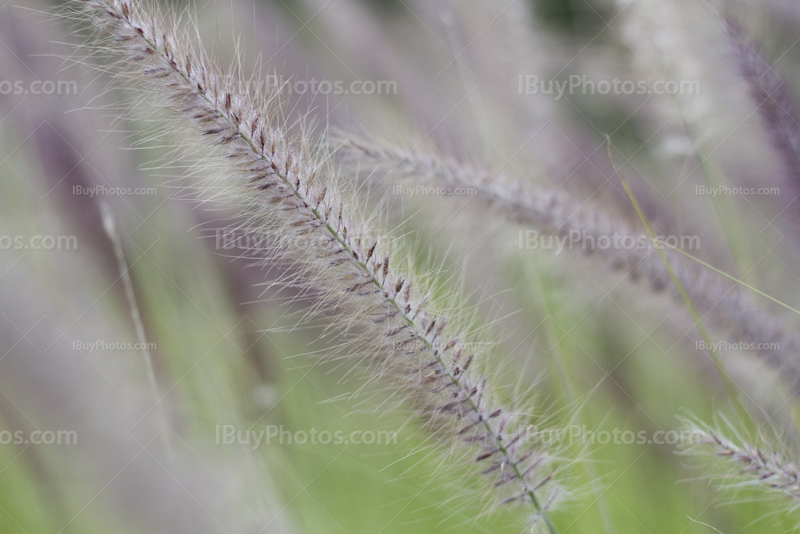 Fountain grass close up with blurry flowers, Pennisetum Setaceum