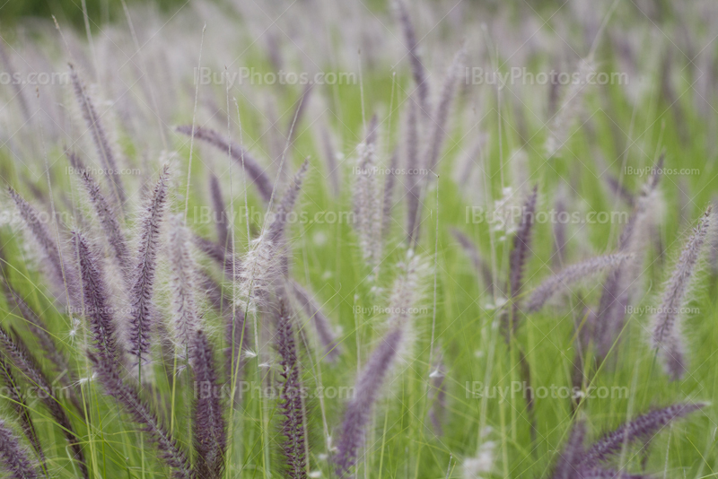 Pennisetum Setaceum field, foutain grass photo