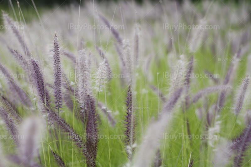 Fountain grass field with flowers, Pennisetum Setaceum