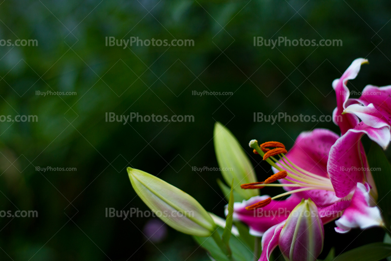 Stargazer Lily with pink petals