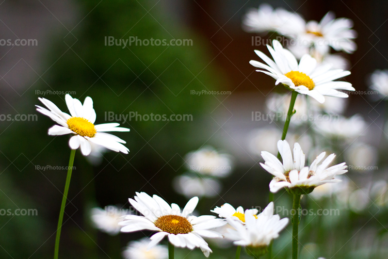 White daisy flowers, Asteraceae, Coneflowers