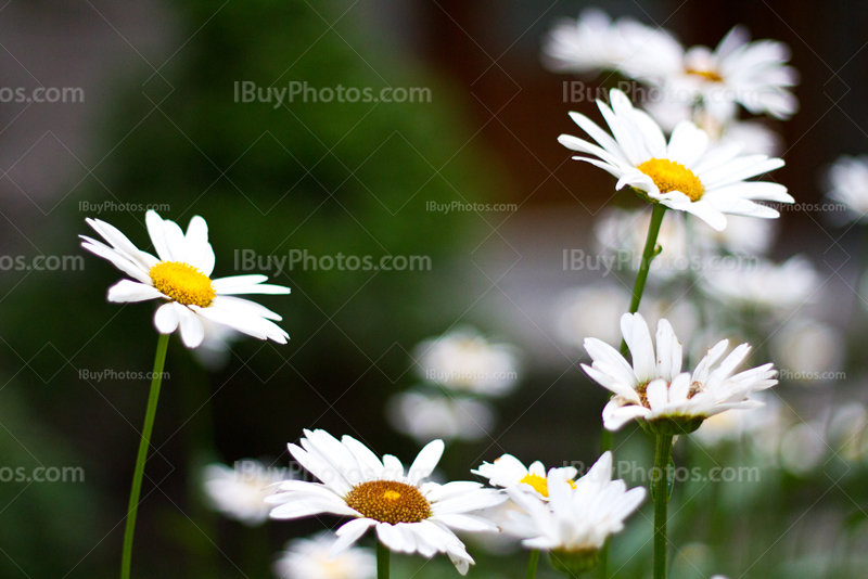 Pâquerettes, marguerites blanches