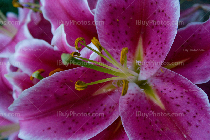 Pink lily with red spots on petals, Lilium Stargazer
