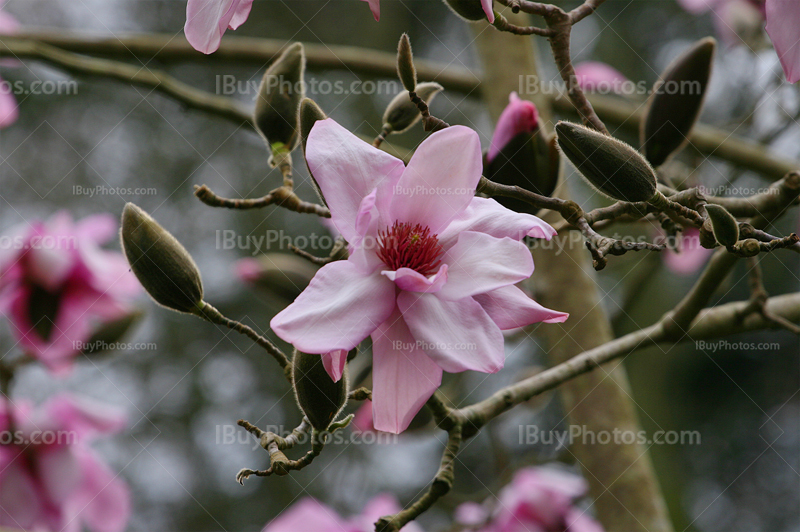 Magniola en fleur avec des bourgeons sur une branche