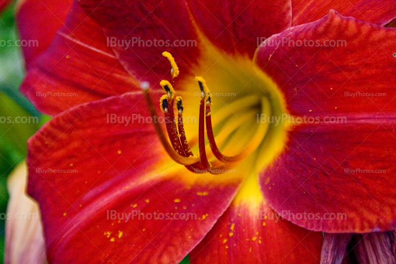 Red lily flower close up with yellow pollen