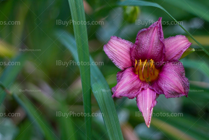 Violet lily, purple flower with leaves