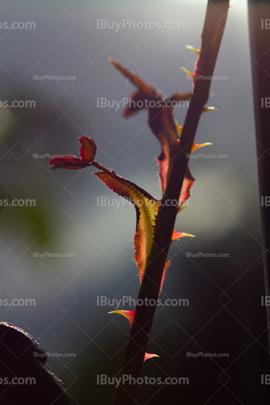 Rose stalk with thorns and leaves