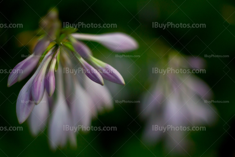 Fleurs d'hosta en gros plan, plante vivace