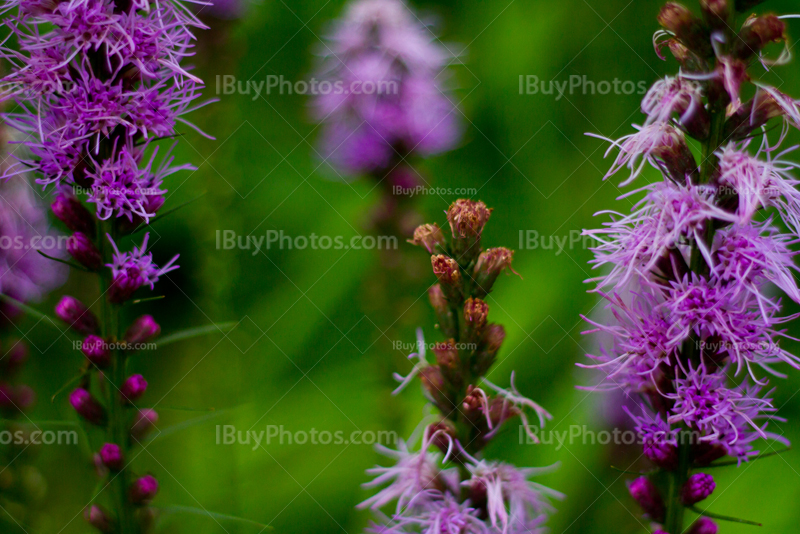 Fleurs violettes sur fond vert avec des plantes