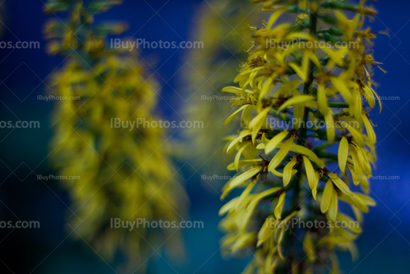 Yellow flowers with blue background