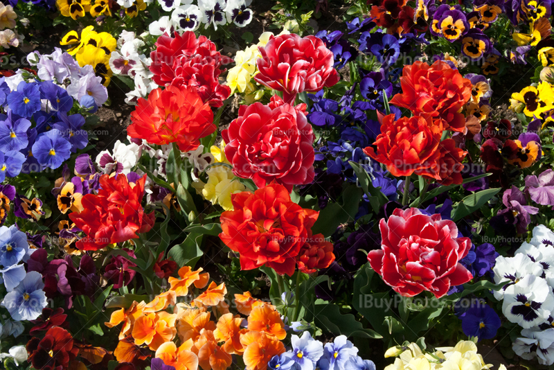 Parterre de fleurs rouges, bleues et oranges