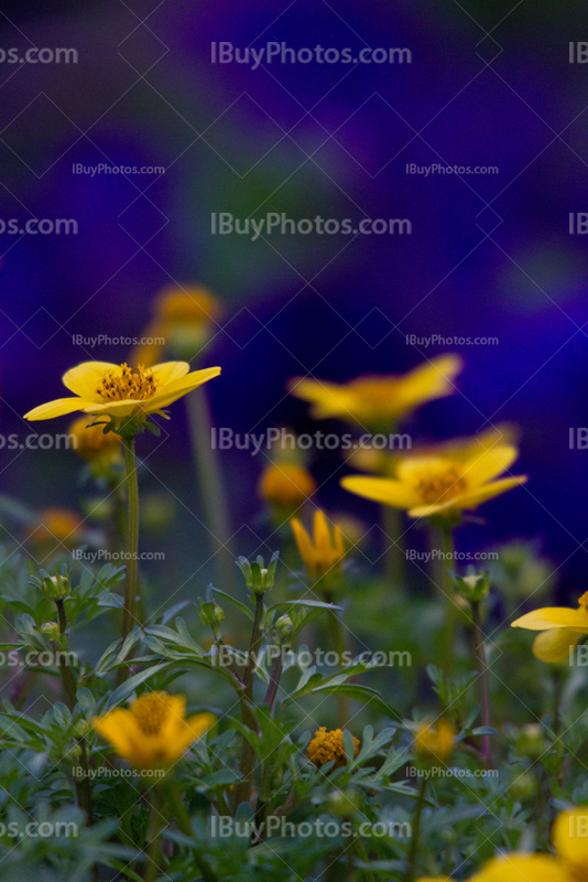 Fleurs jaunes sur fond bleu