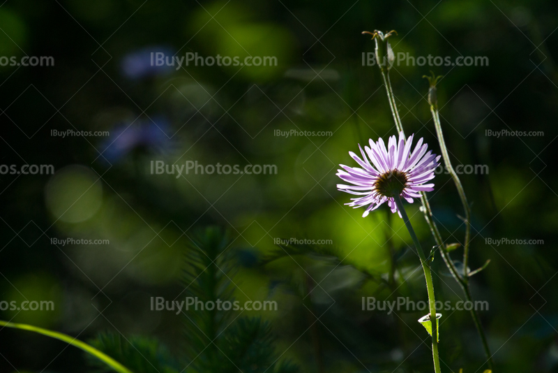 Soleil sur fleur de montagne en Alberta, marguerite | IBuyPhotos