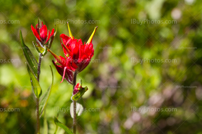 Alberta wildflowers red paintbrush (Castilleja Miniata)