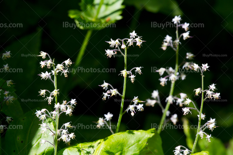 Fleurs sauvages de montagne en Alberta