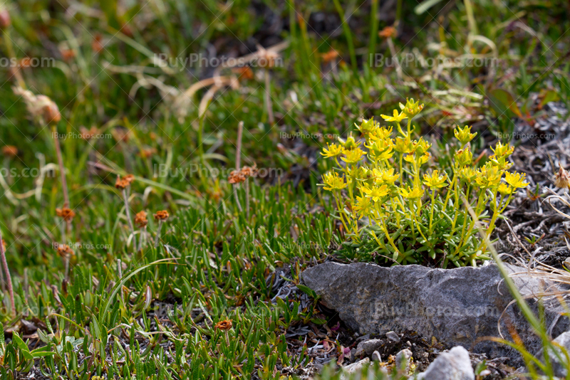 Spareleaf stonecrop on rock among wild plants in meadow (Sedum Lanceolatum)