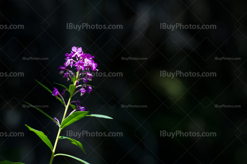 Rosebay Willowherb plant and flower on dark background, Great Willow-Herb