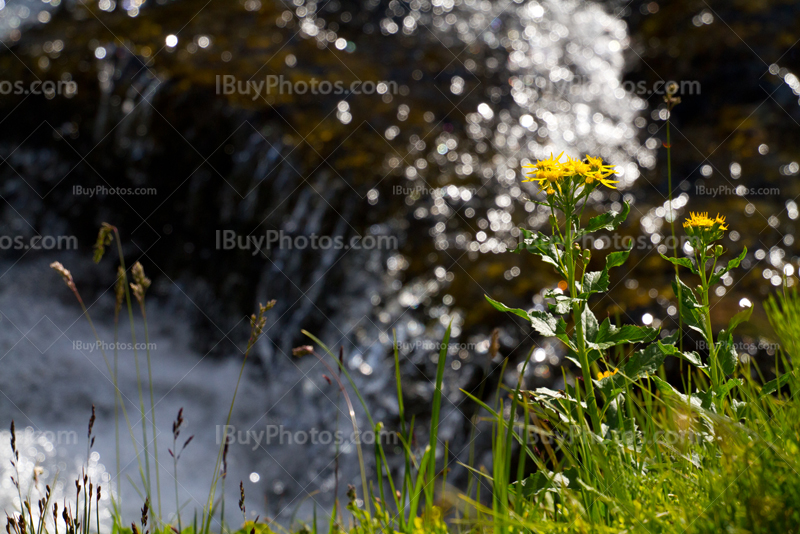 Fleur jaune des prés à côté d'une rivière