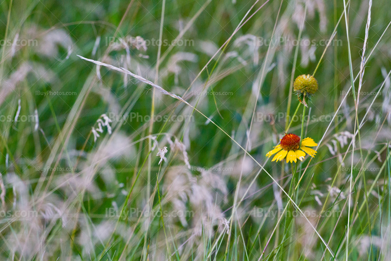 Marguerite jaune et rouge, fleur sauvage d'Alberta
