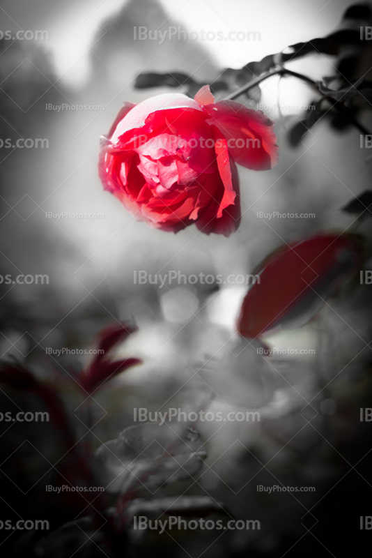 Photo de fleur noir et blanc avec rose rouge et pétales