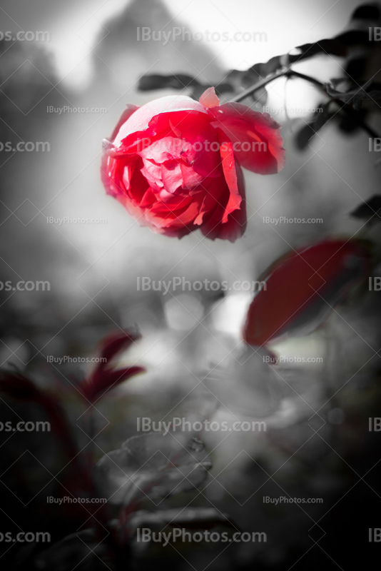 Black and white flower photo with red rose and petals