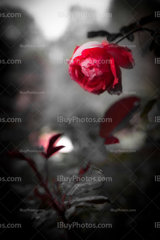 Red rose petals in black and white picture with leaves and thorns