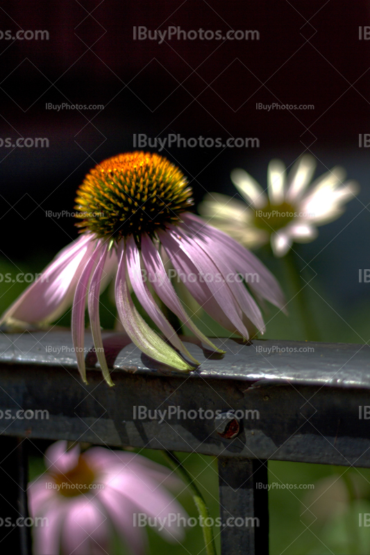 HDR flowers with petals, Echinacea hdr beside banister