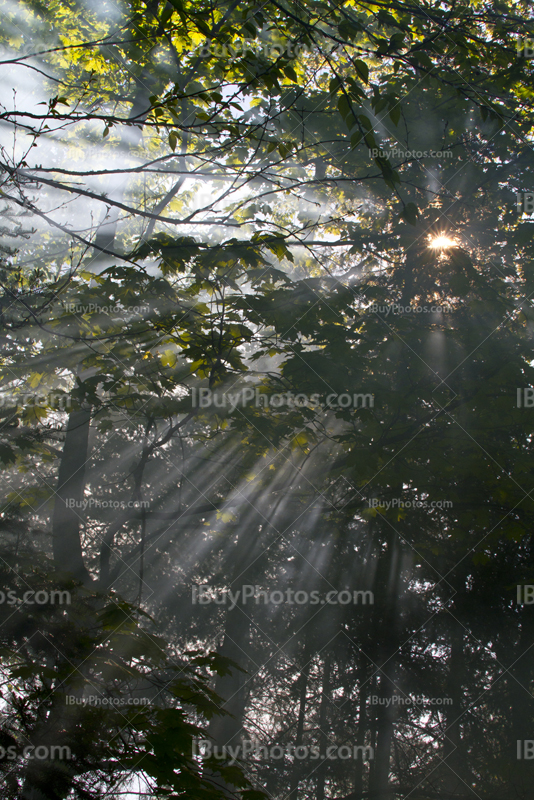 Rayons de soleil filtrés par branches, arbres dans brume