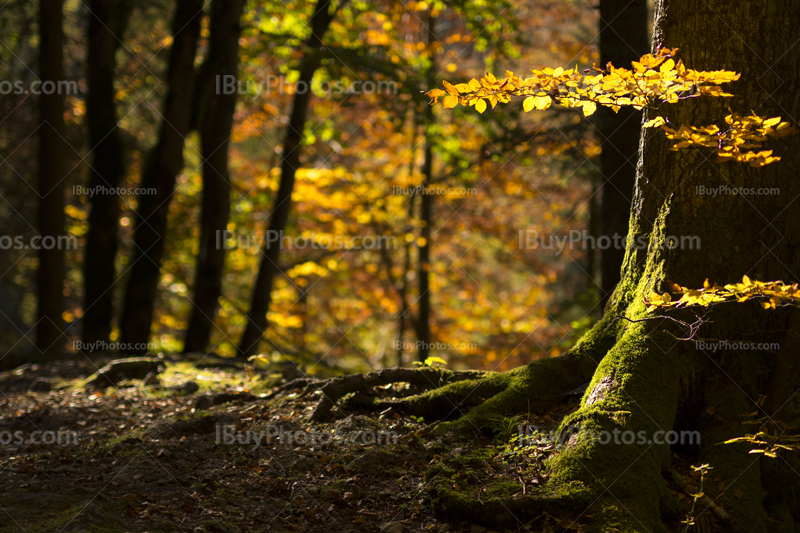 Forest autumn 001