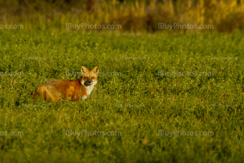 Red fox in prairie