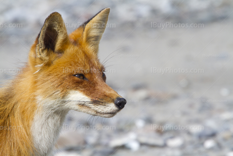 Portrait de renard roux