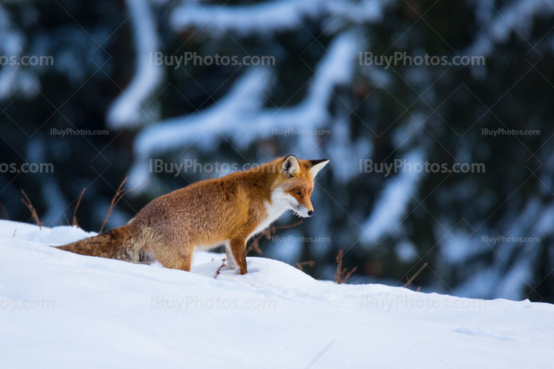 Fox snow 001