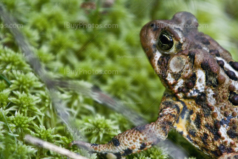 Frog on moss, toad on lichen