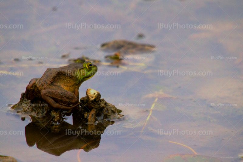 Grenouille sur un rocher avec reflets dans l'eau