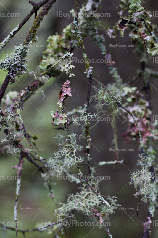 Fungus and moss covering branches in tree