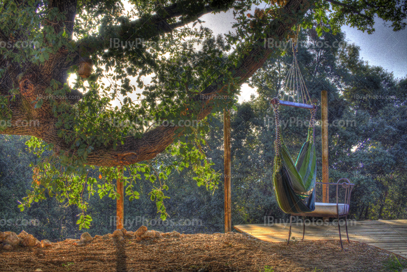 Photo HDR de lever de soleil à travers des branches dans jardin