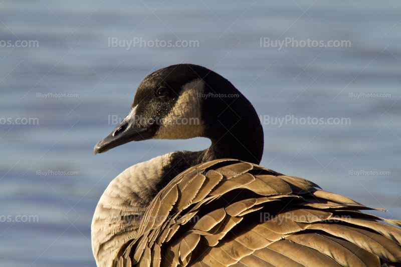 Goose portrait with water on background