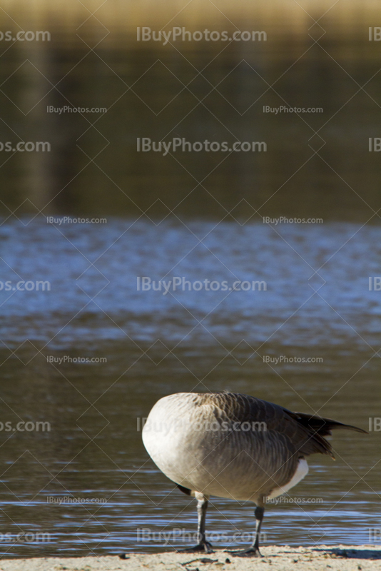 Goose hiding head like decapitated